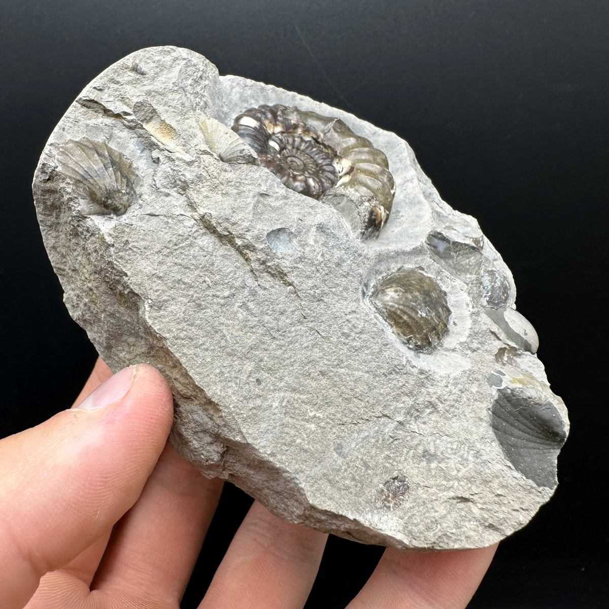 Androgynoceras maculatum ammonite fossil with stand - Whitby, North Yorkshire Jurassic Coast Yorkshire Fossils