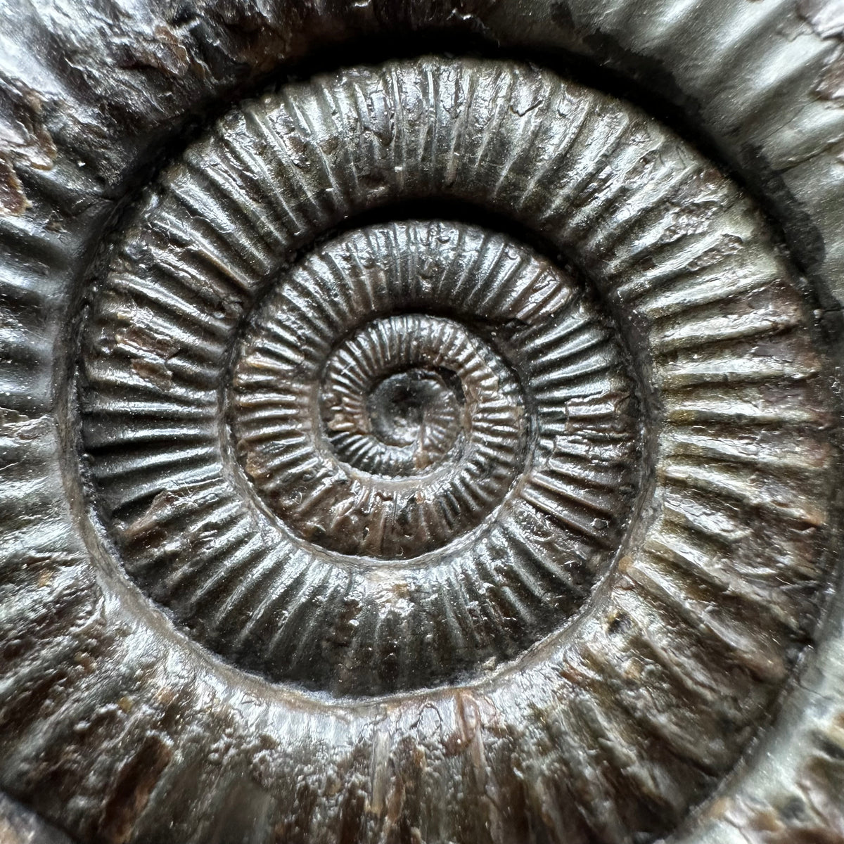 Dactylioceras Ammonite Fossil With box and Stand - Whitby, North Yorkshire Jurassic Coast Yorkshire Fossils