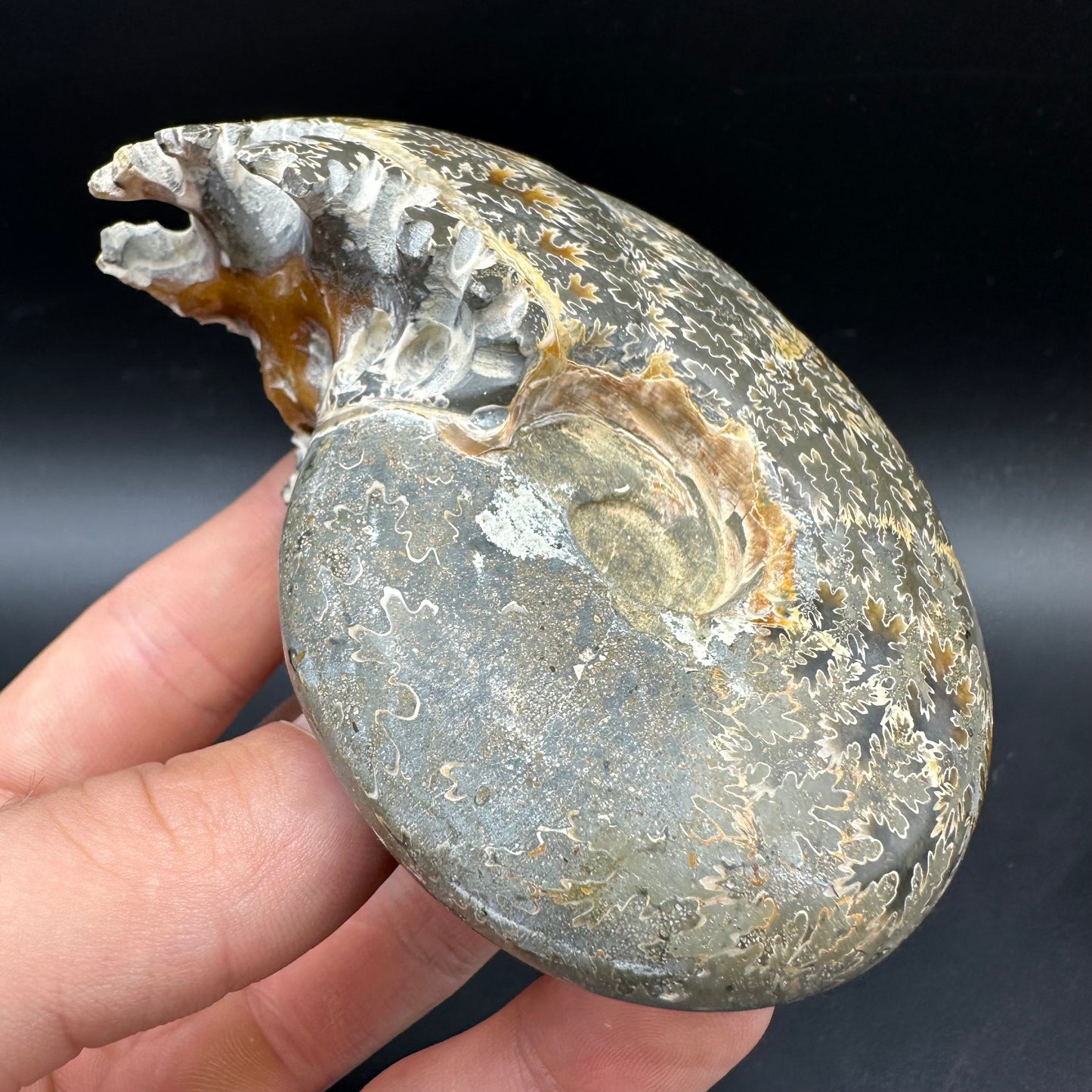 Puzosia Ammonite Fossil With Box And Stand - Cretaceous Ammonite Madagascar