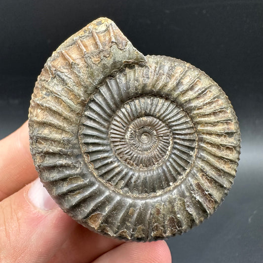Dactylioceras Ammonite Fossil With box and Stand - Whitby, North Yorkshire Jurassic Coast Yorkshire Fossils