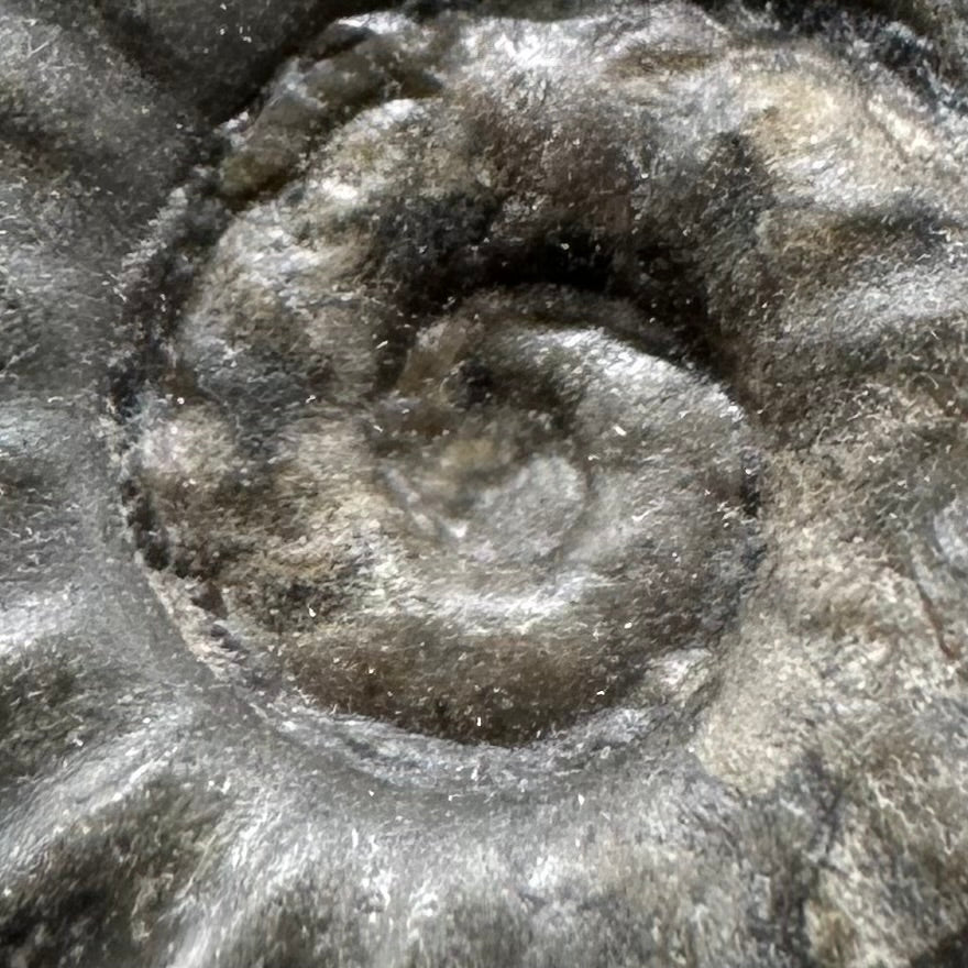 Eugassiceras Ammonite shell fossil with stand - Whitby, North Yorkshire Jurassic Coast Yorkshire Fossils