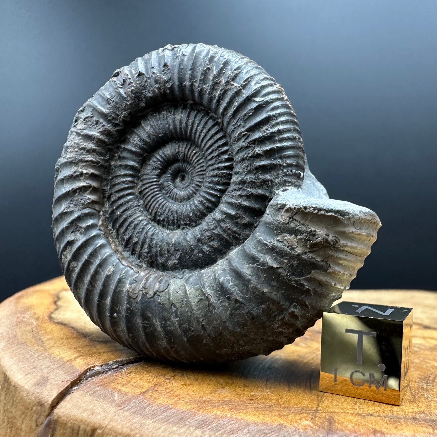 Dactylioceras Ammonite Fossil With box and Stand - Whitby, North Yorkshire Jurassic Coast Yorkshire Fossils