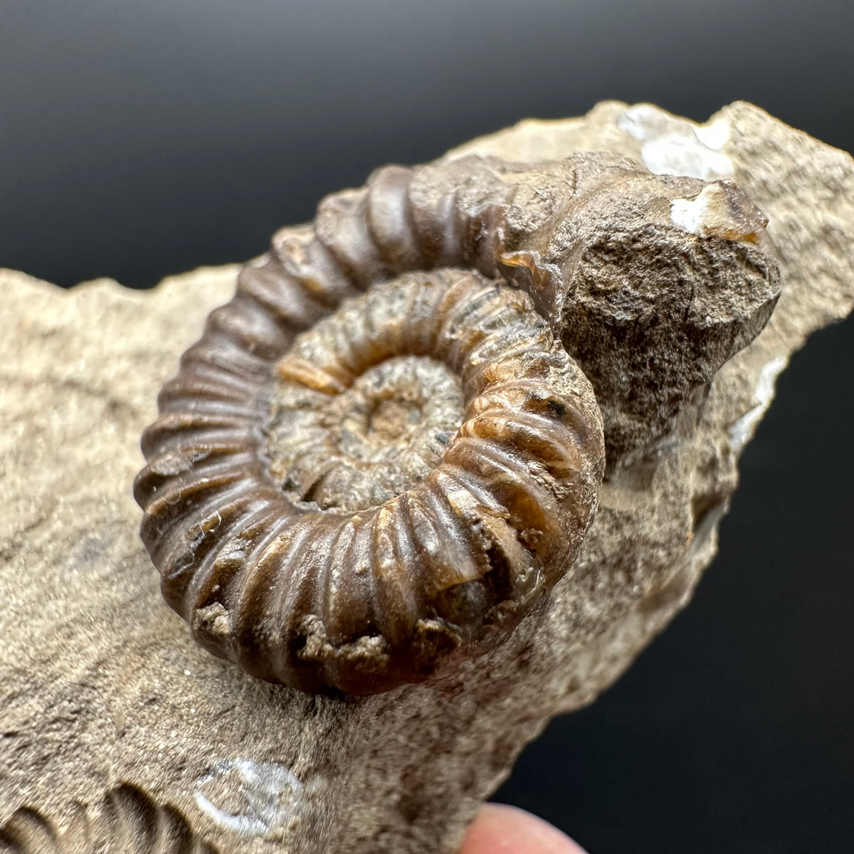 Androgynoceras capricornus Ammonite Fossil With Stand - Whitby, North Yorkshire Jurassic Coast Yorkshire Fossils