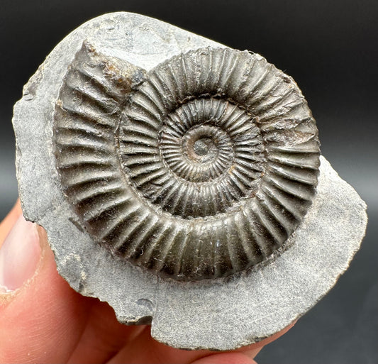 Dactylioceras Ammonite Fossil With Box And Stand - Whitby, North Yorkshire Jurassic Coast Yorkshire Fossils
