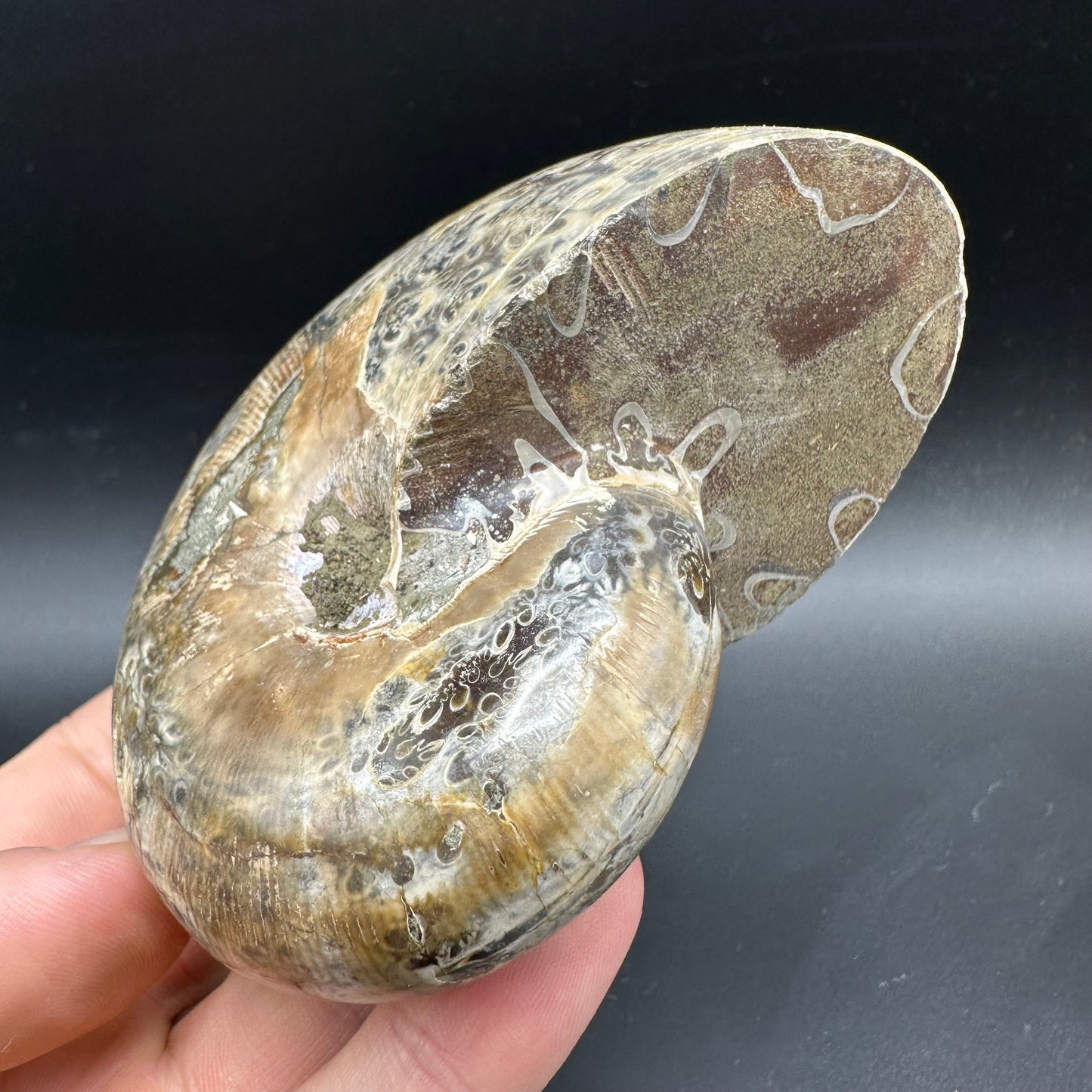 Phylloceras Ammonite Fossil With Box And Stand - Cretaceous Ammonite Madagascar
