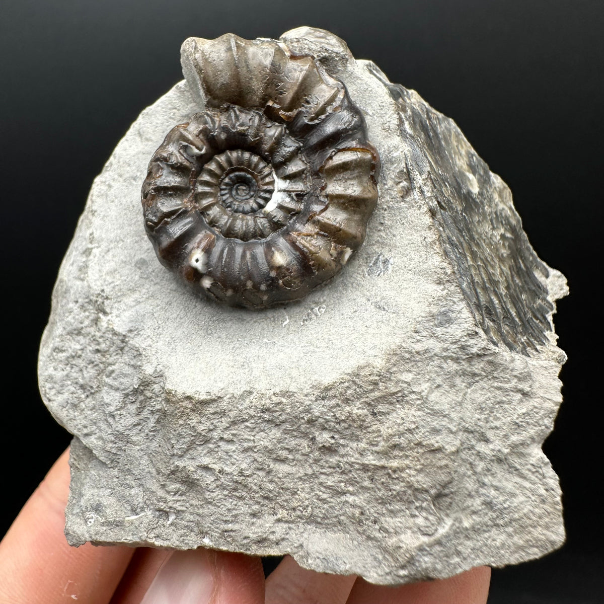 Androgynoceras maculatum ammonite fossil with box and stand - Whitby, North Yorkshire Jurassic Coast Yorkshire Fossils
