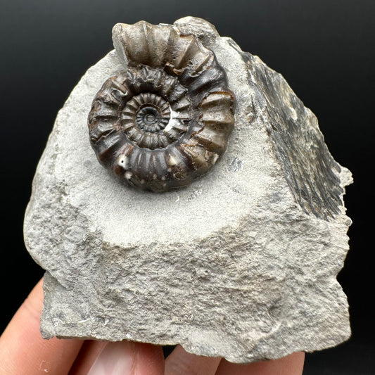 Androgynoceras maculatum ammonite fossil with box and stand - Whitby, North Yorkshire Jurassic Coast Yorkshire Fossils