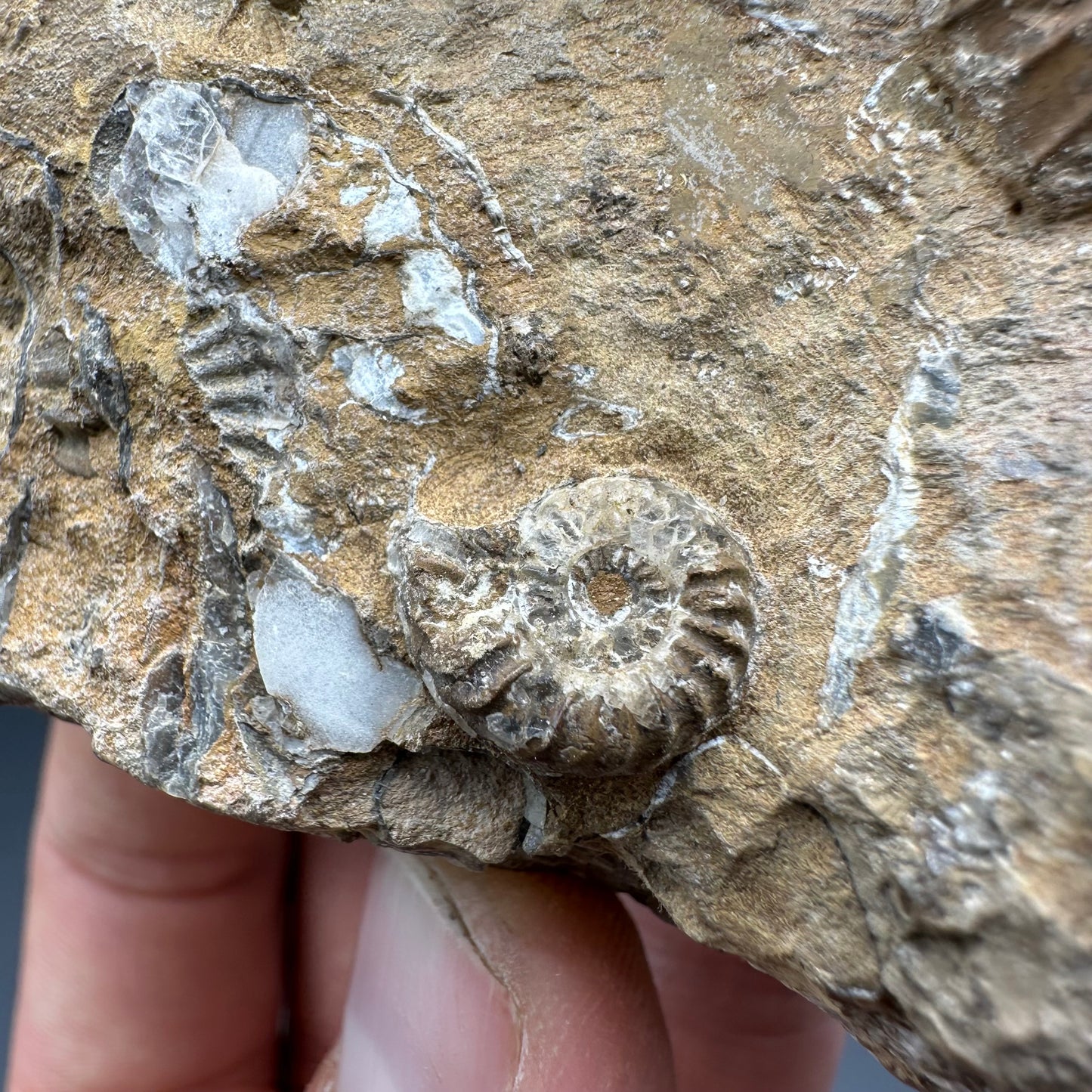 Androgynoceras Capricornus ammonite / Gastropod fossil with box and stand - Whitby, North Yorkshire Jurassic Coast Yorkshire Fossils