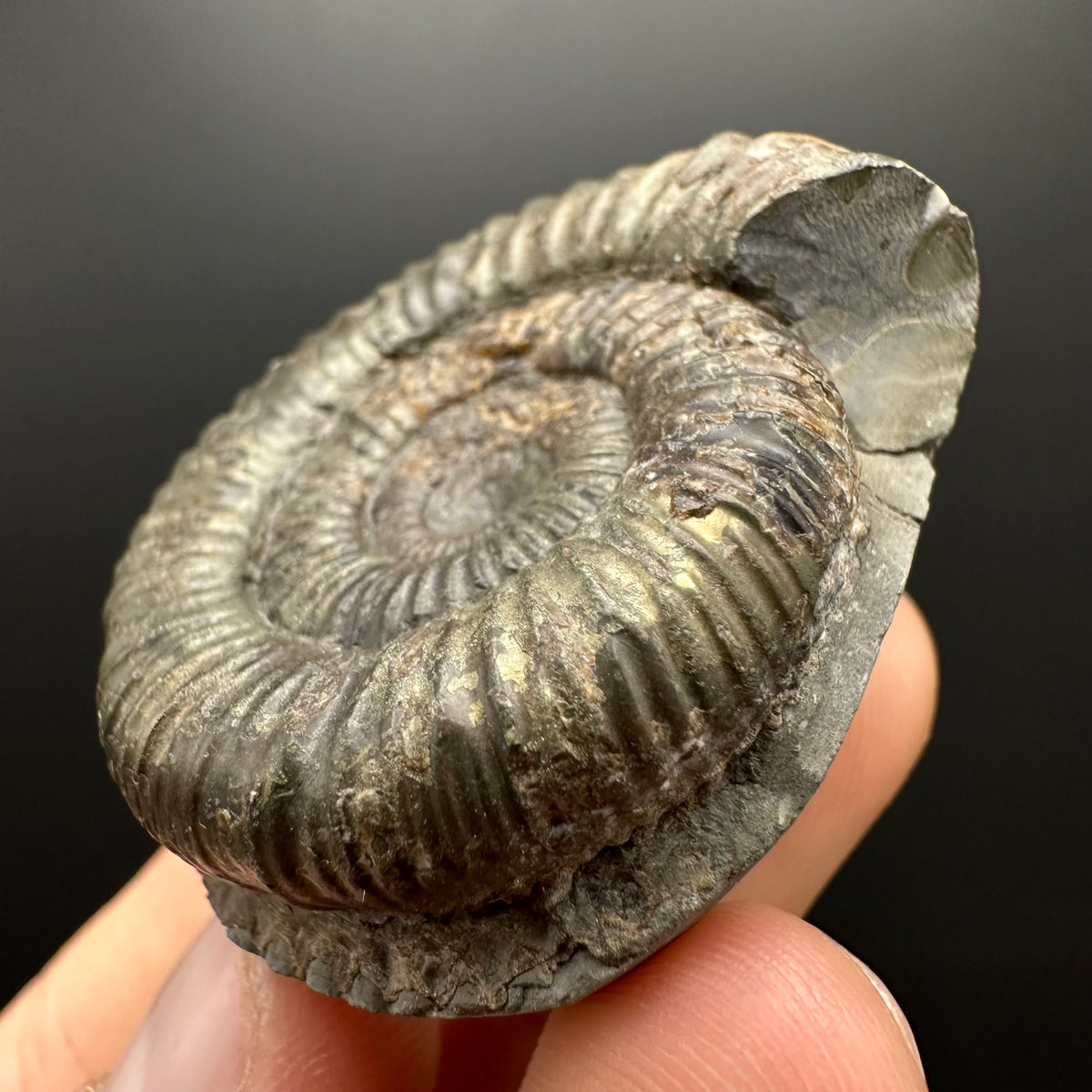 Dactylioceras Ammonite Fossil With box and Stand - Whitby, North Yorkshire Jurassic Coast Yorkshire Fossils