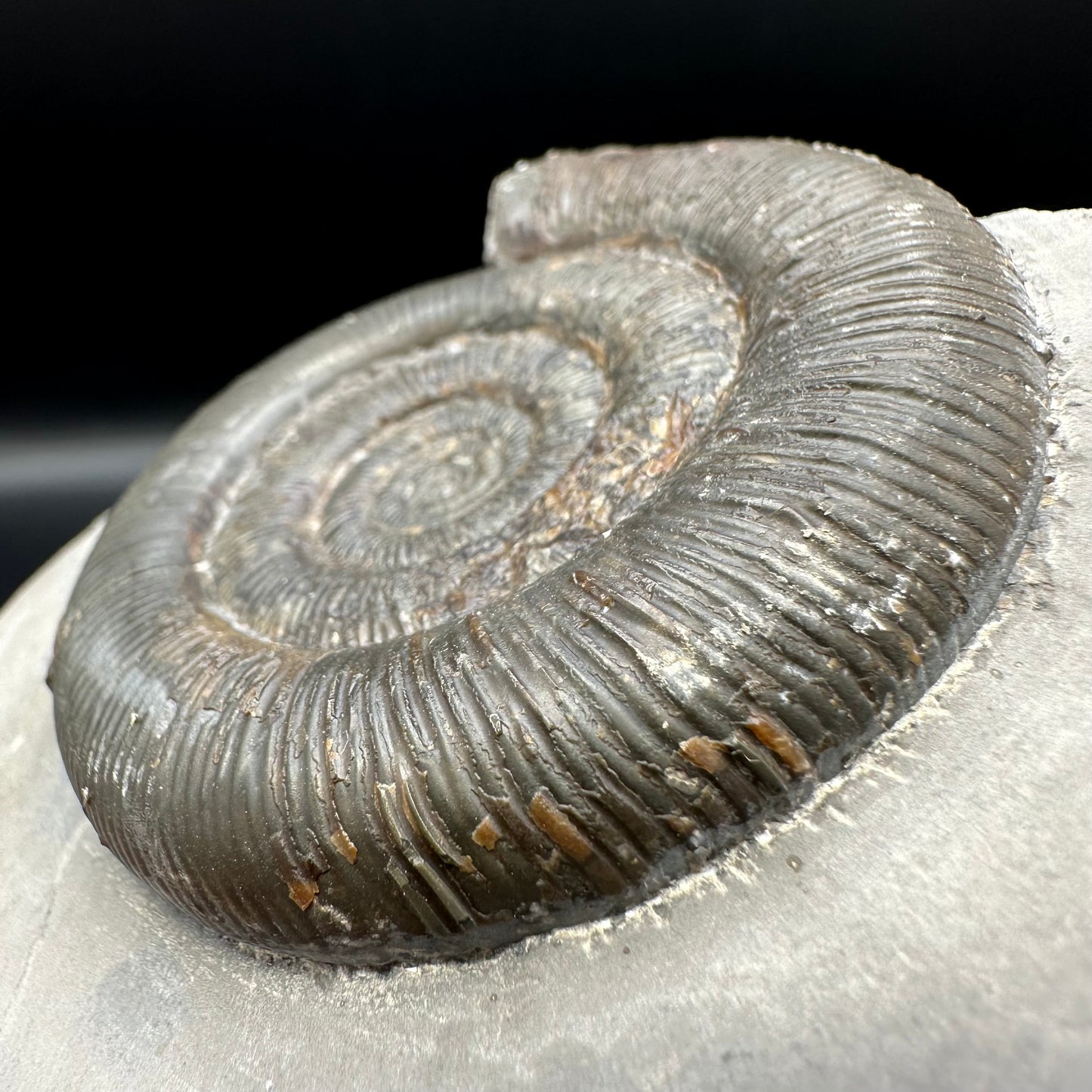 Dactylioceras tenuicostatum ammonite fossil with box and stand - Whitby, North Yorkshire Jurassic Coast