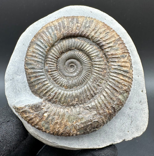 Dactylioceras Ammonite Fossil With Box And Stand - Whitby, North Yorkshire Jurassic Coast Yorkshire Fossils