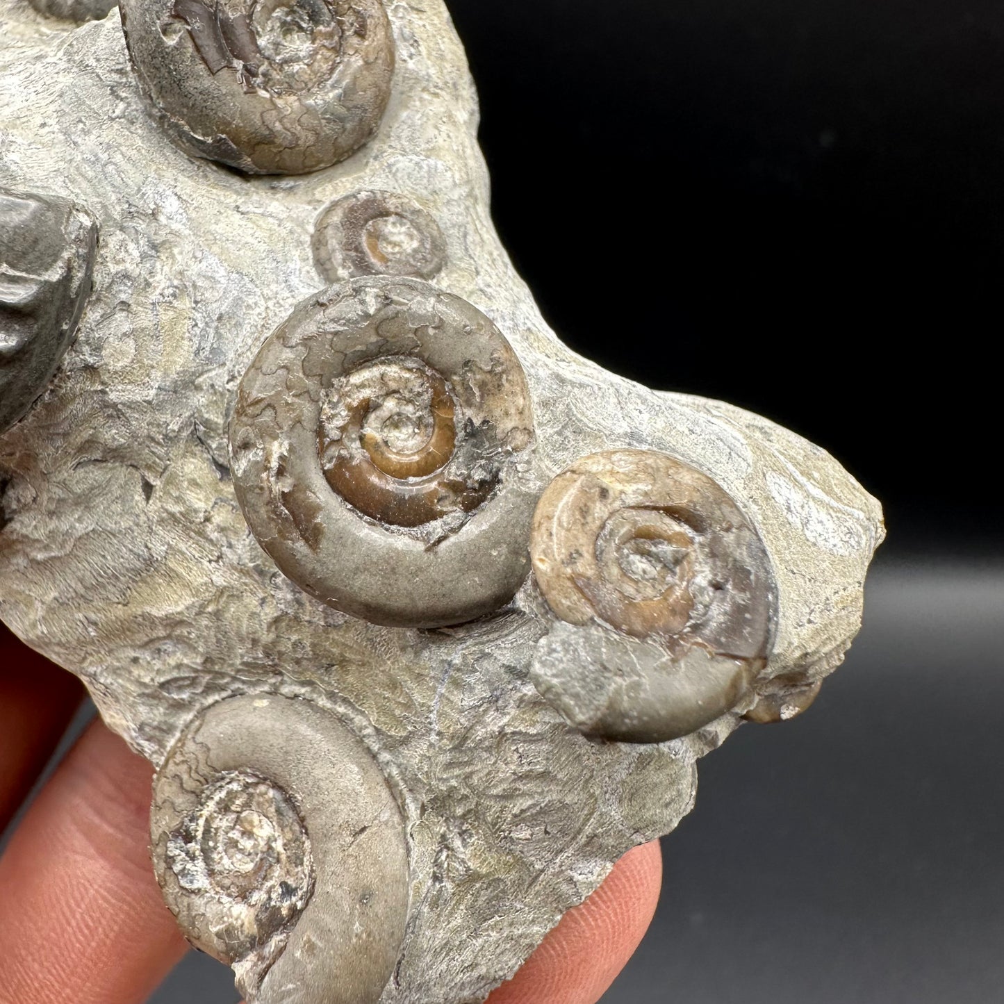 Arnioceras ammonite shell fossil with box and stand - Whitby, North Yorkshire Jurassic Coast Yorkshire Fossils