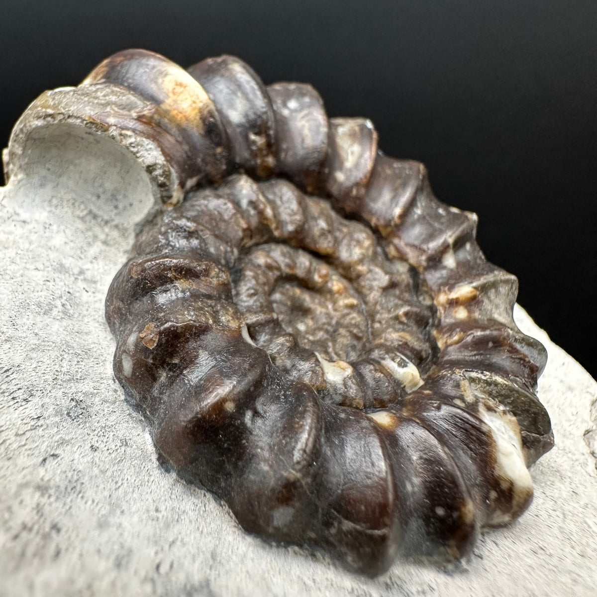 Androgynoceras maculatum ammonite fossil with box and stand - Whitby, North Yorkshire Jurassic Coast Yorkshire Fossils