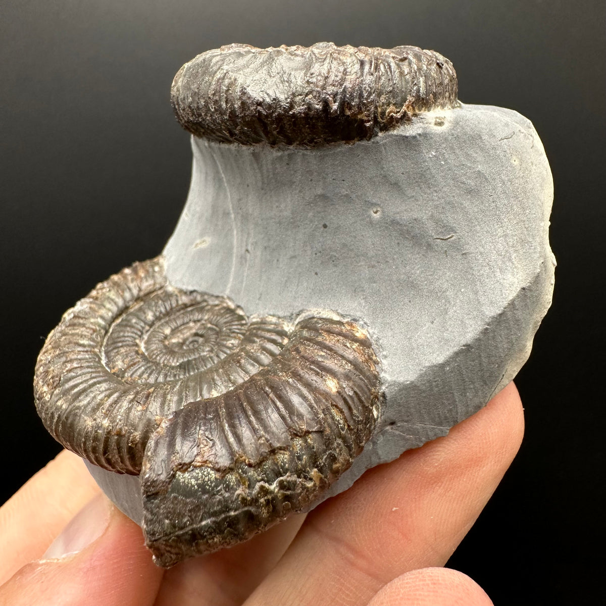 Dactylioceras Ammonite Fossil With Stand - Whitby, North Yorkshire Jurassic Coast Yorkshire Fossils