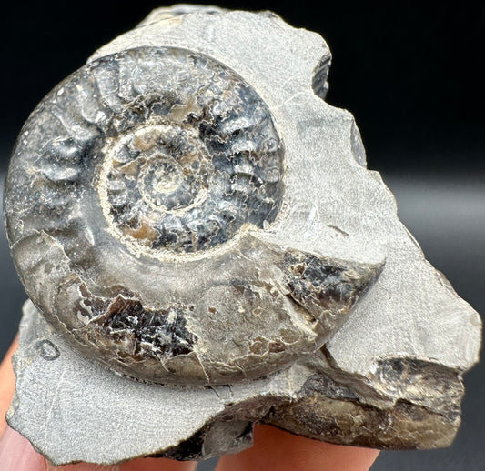 Grammoceras thoaurense Ammonite shell fossil with box and stand - Whitby, North Yorkshire, Yorkshire Fossils from the Jurassic Coast