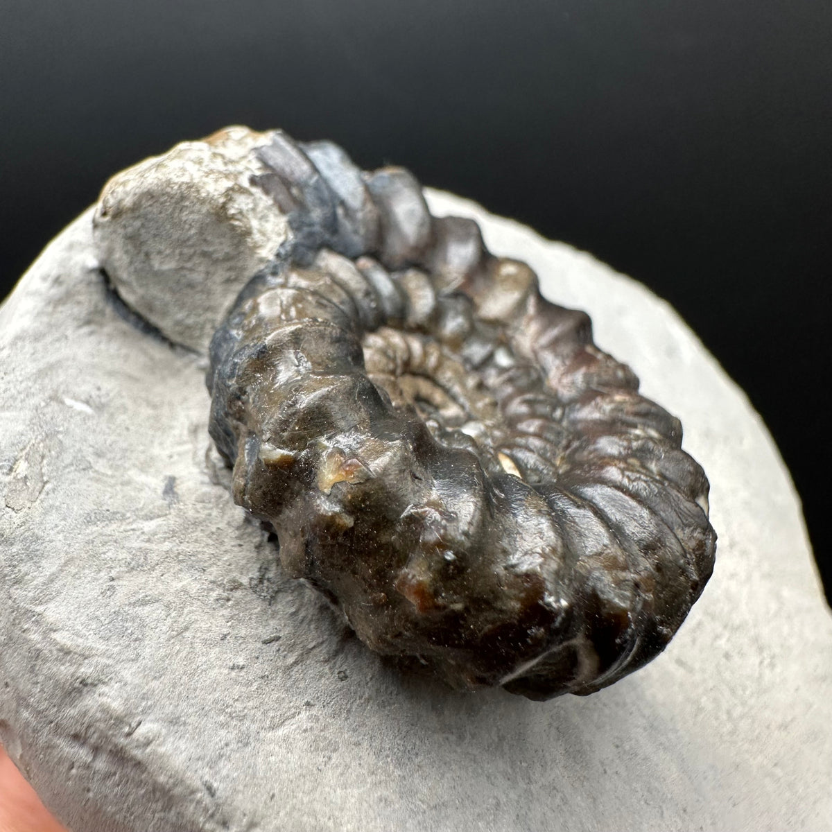 Androgynoceras maculatum ammonite fossil with box and stand - Whitby, North Yorkshire Jurassic Coast Yorkshire Fossils