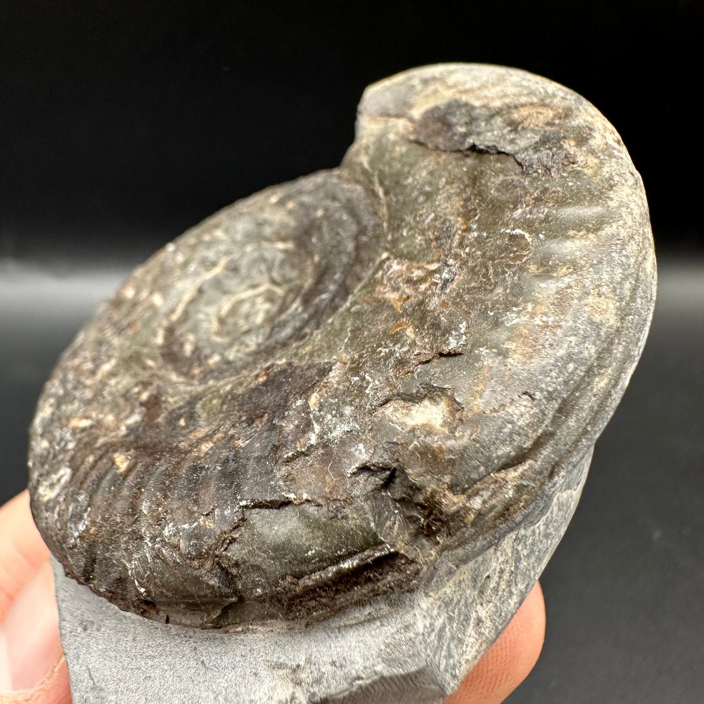 Hildoceras Bifrons Ammonite fossil with box and stand - Whitby, North Yorkshire Jurassic Coast, Yorkshire Fossils from the Jurassic Coast