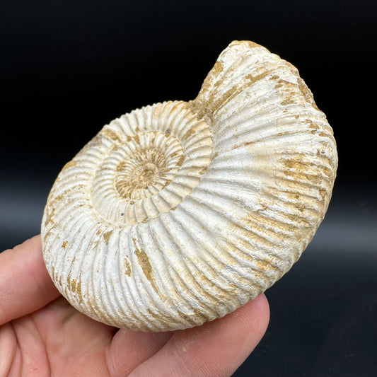 Dichotomosphinctes Ammonite Fossil With Box And Stand - Middle Jurassic Ammonite Madagascar