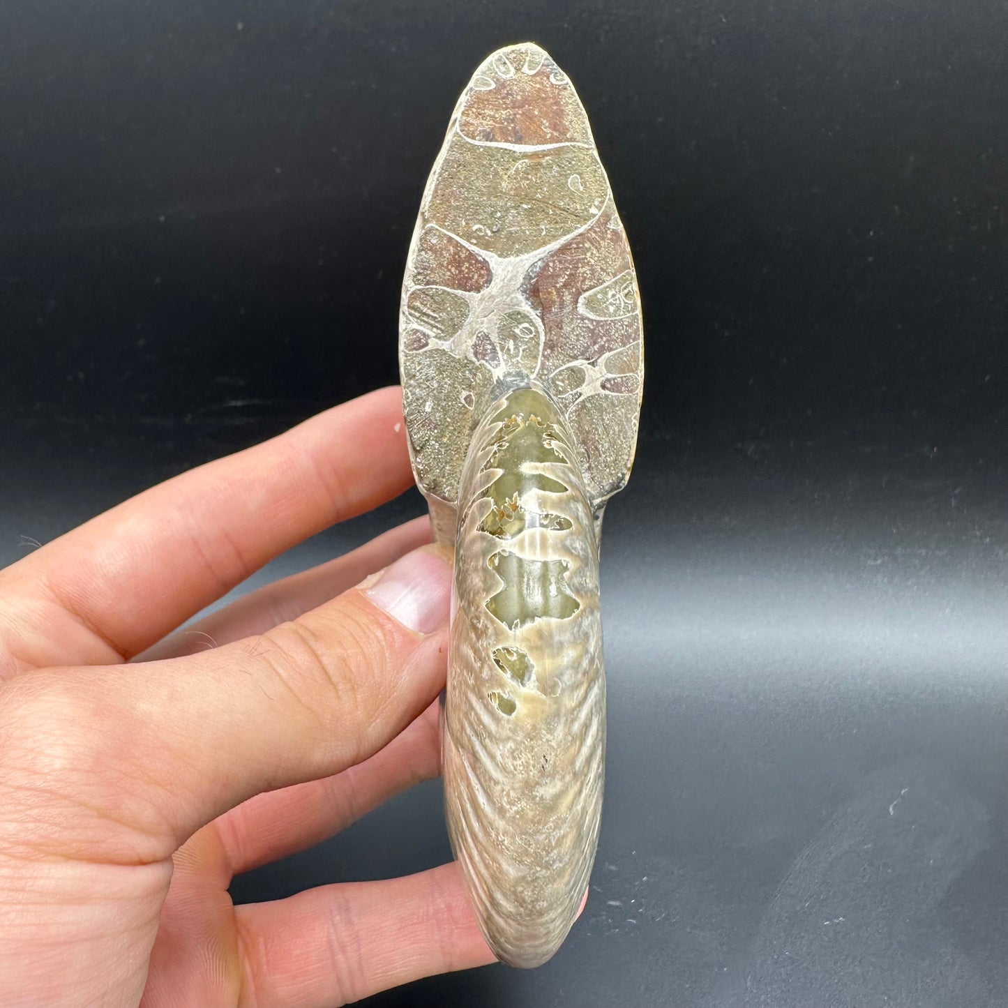 Cleoniceras Ammonite Fossil With Box And Stand - Cretaceous Ammonite Madagascar