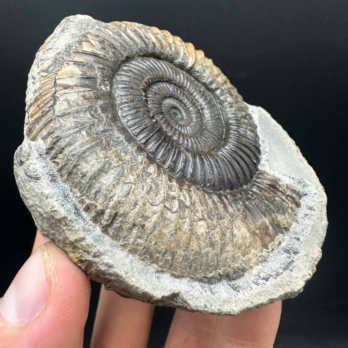Dactylioceras Ammonite nodule (split pair) Fossil With Box And Stand - Whitby, North Yorkshire Jurassic Coast Yorkshire Fossils