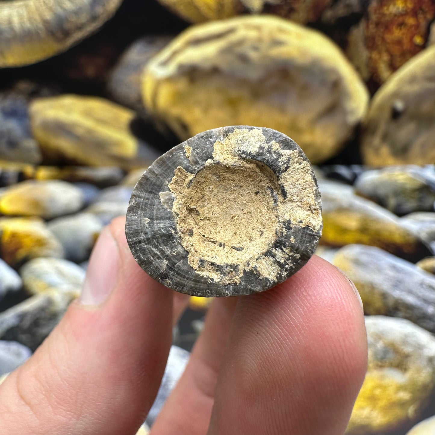 Belemnite (Fossil Squid) shell fossil - Whitby, North Yorkshire Jurass ...