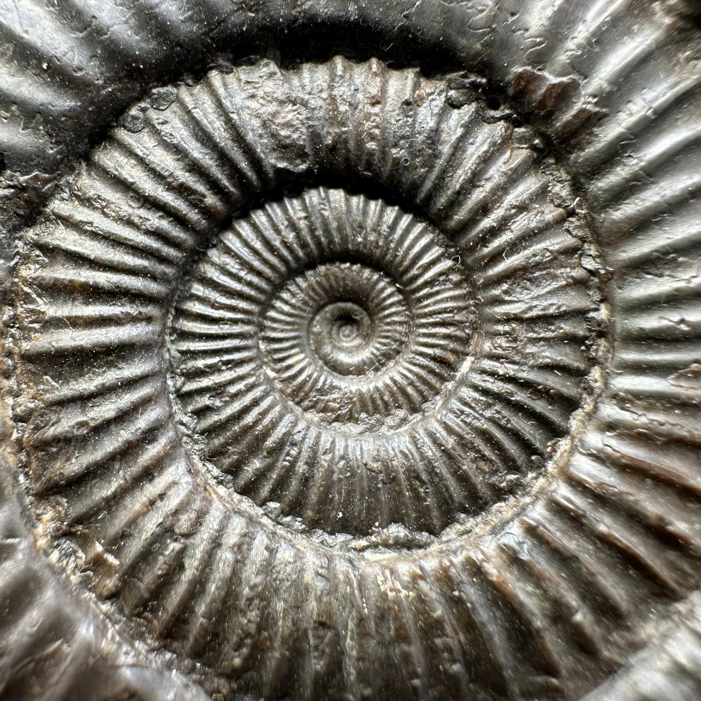 Dactylioceras Ammonite Fossil With Box And Stand - Whitby, North Yorkshire Jurassic Coast Yorkshire Fossils