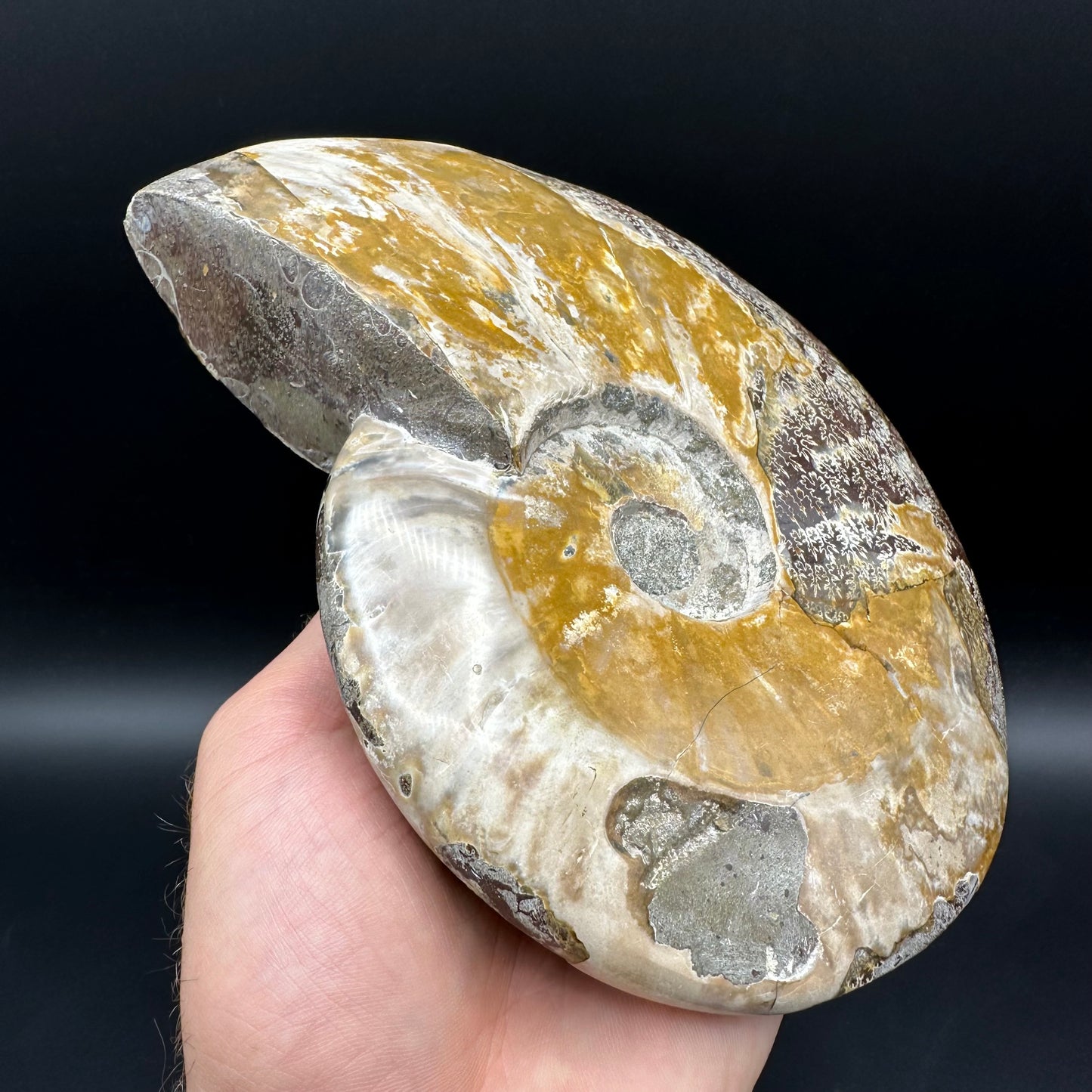 Cleoniceras Ammonite Fossil With Stand - Cretaceous Ammonite Madagascar