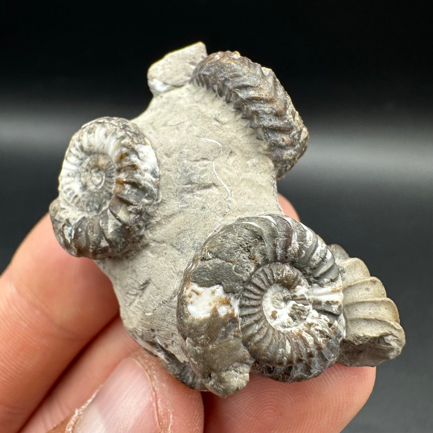 Oistoceras figulinum ammonite fossil with box and stand - Whitby, North Yorkshire Jurassic Coast Yorkshire Fossils