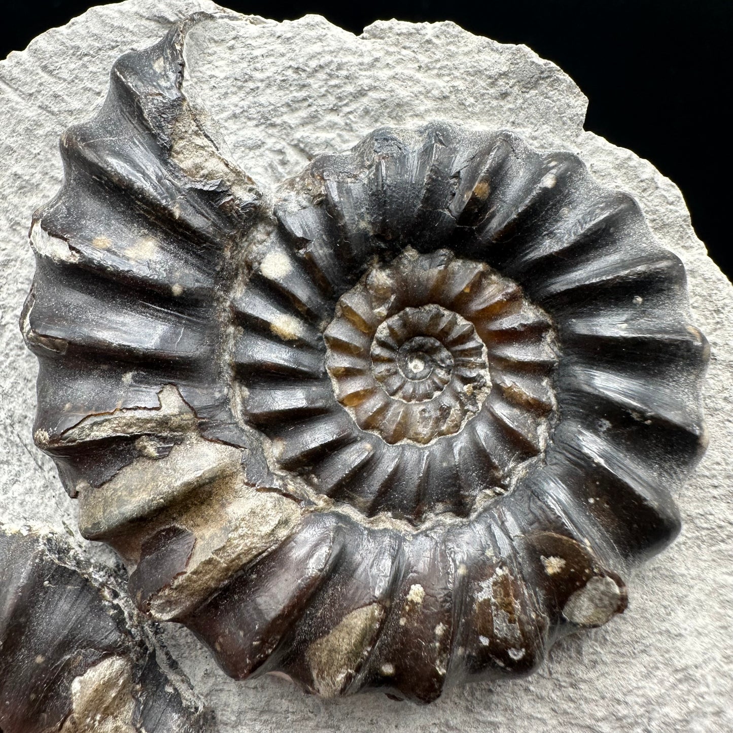 Androgynoceras maculatum Ammonite fossil with gift box and stand - Whitby, North Yorkshire Jurassic Coast Yorkshire Fossils