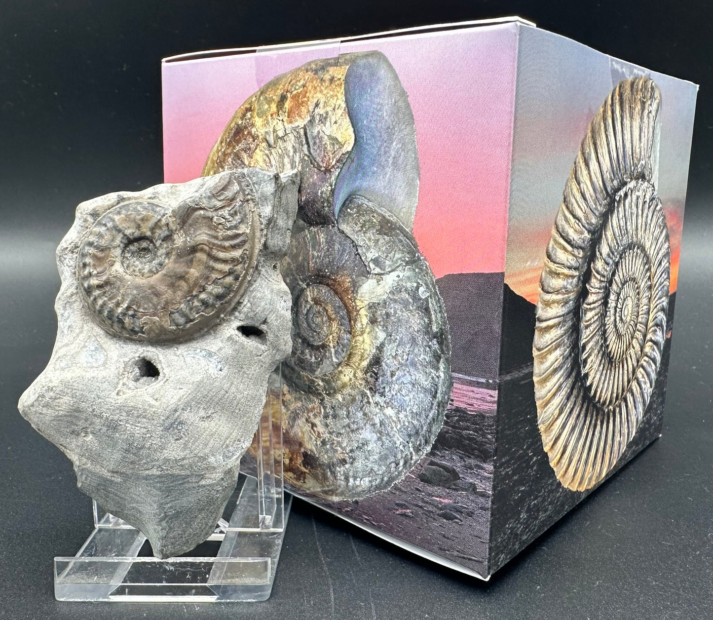 Harpoceras ammonite fossil with box and stand - Whitby, North Yorkshire Jurassic Coast Yorkshire Fossils