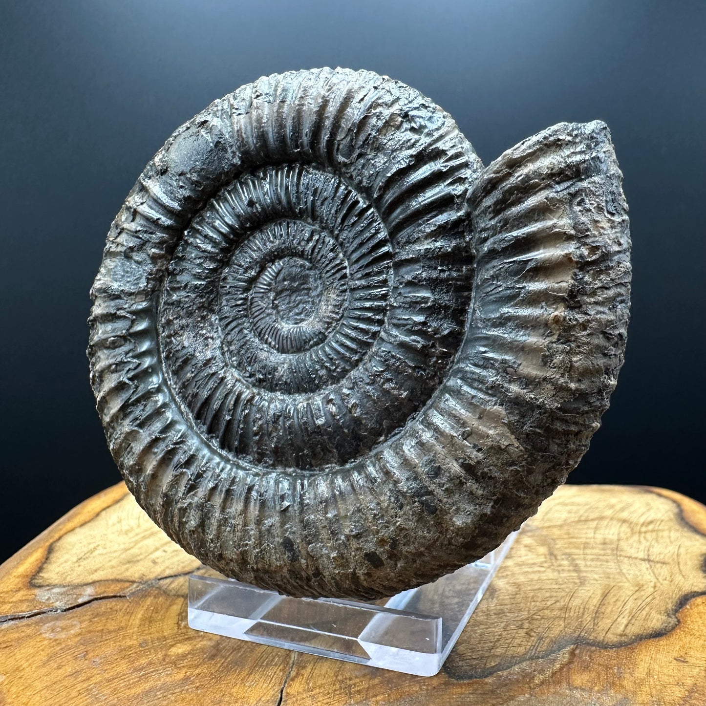 Dactylioceras Ammonite Fossil With box and Stand - Whitby, North Yorkshire Jurassic Coast Yorkshire Fossils