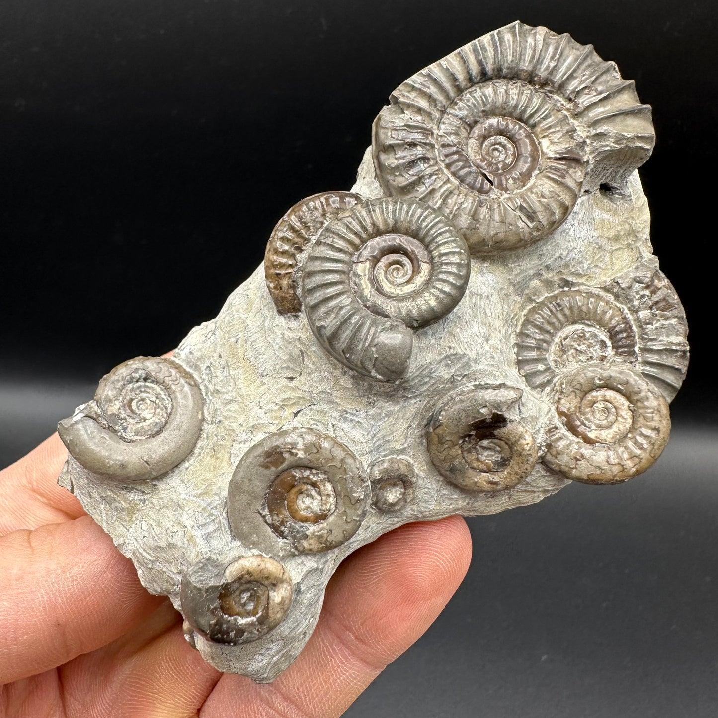 Arnioceras ammonite shell fossil with box and stand - Whitby, North Yorkshire Jurassic Coast Yorkshire Fossils