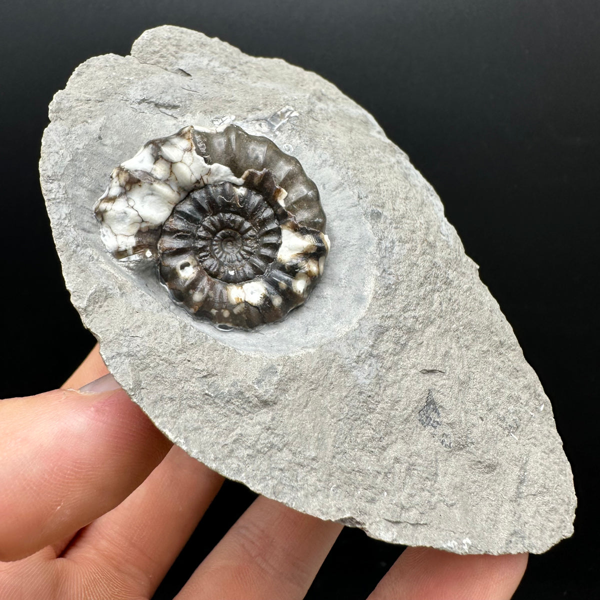 Androgynoceras maculatum ammonite fossil with stand - Whitby, North Yorkshire Jurassic Coast Yorkshire Fossils