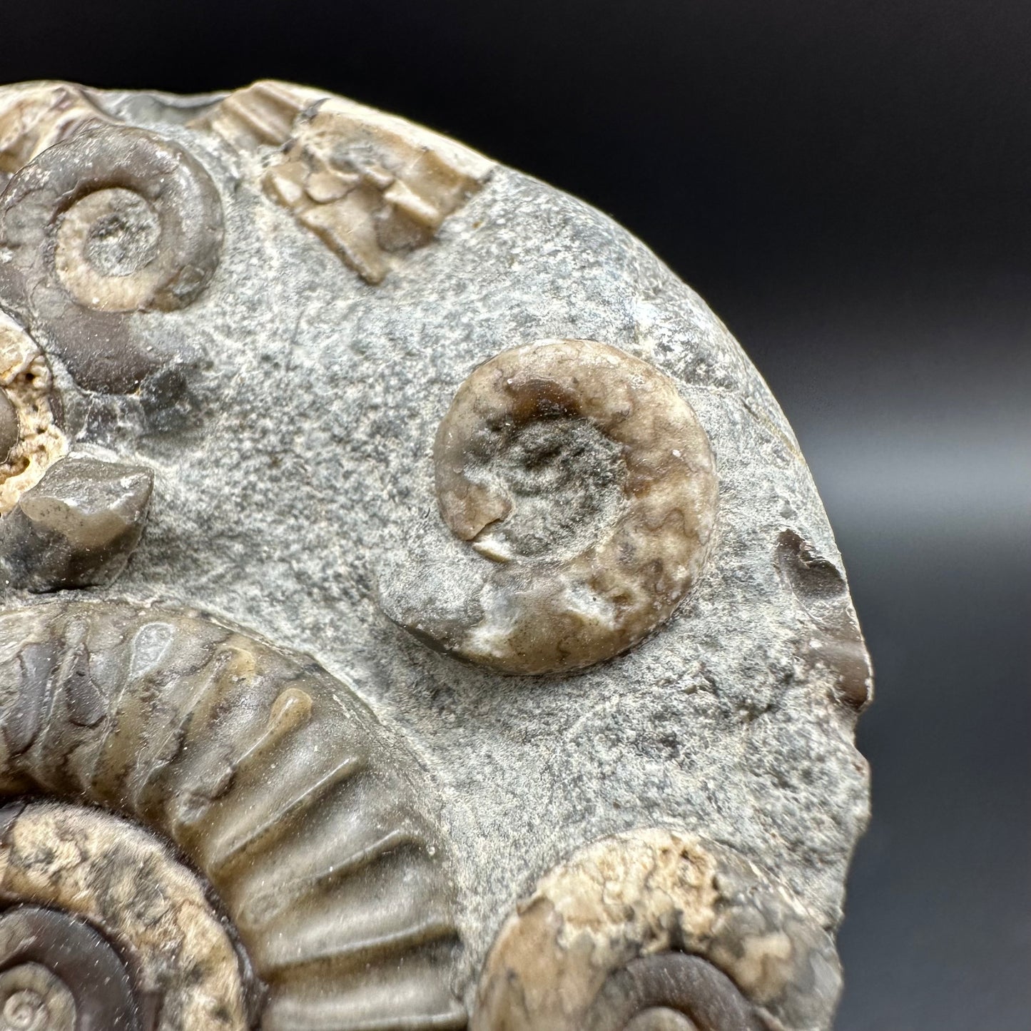 Arnioceras ammonite shell fossil with box and stand - Whitby, North Yorkshire Jurassic Coast Yorkshire Fossils
