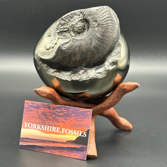 Golden Egg (GENUINE) Ammonite Fossil With Stand - Whitby, North Yorkshire Jurassic Coast Yorkshire Fossils