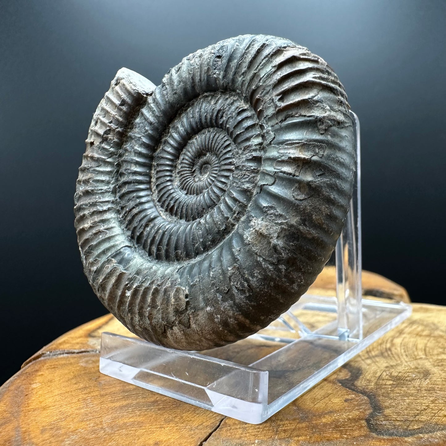 Dactylioceras Ammonite Fossil With box and Stand - Whitby, North Yorkshire Jurassic Coast Yorkshire Fossils