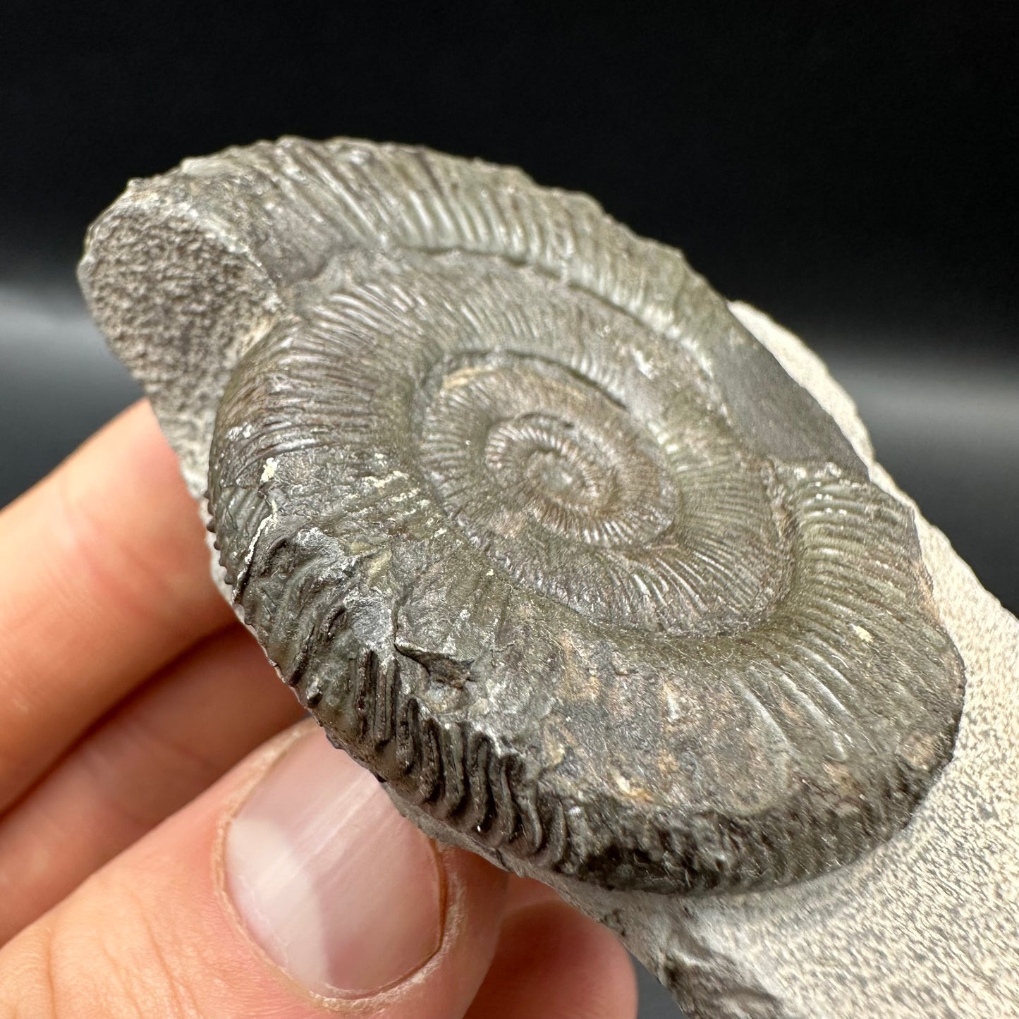 Peronoceras turriculatum Ammonite fossil with box and stand - Whitby, North Yorkshire Jurassic Coast, Yorkshire fossils