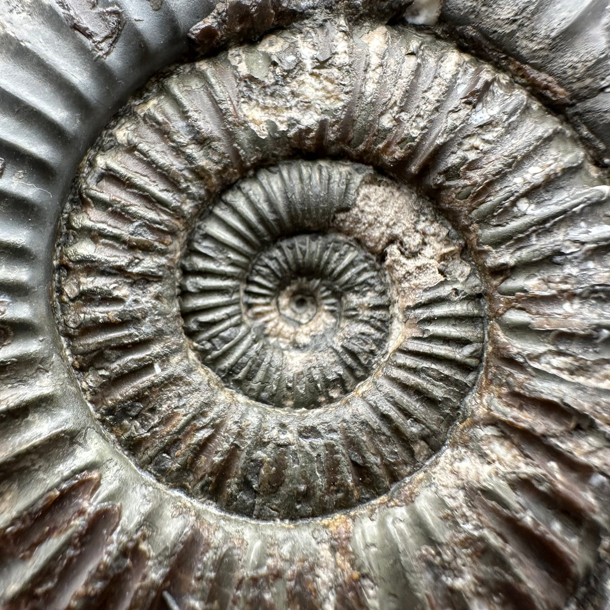 Dactylioceras Ammonite Fossil With Stand - Whitby, North Yorkshire Jurassic Coast Yorkshire Fossils
