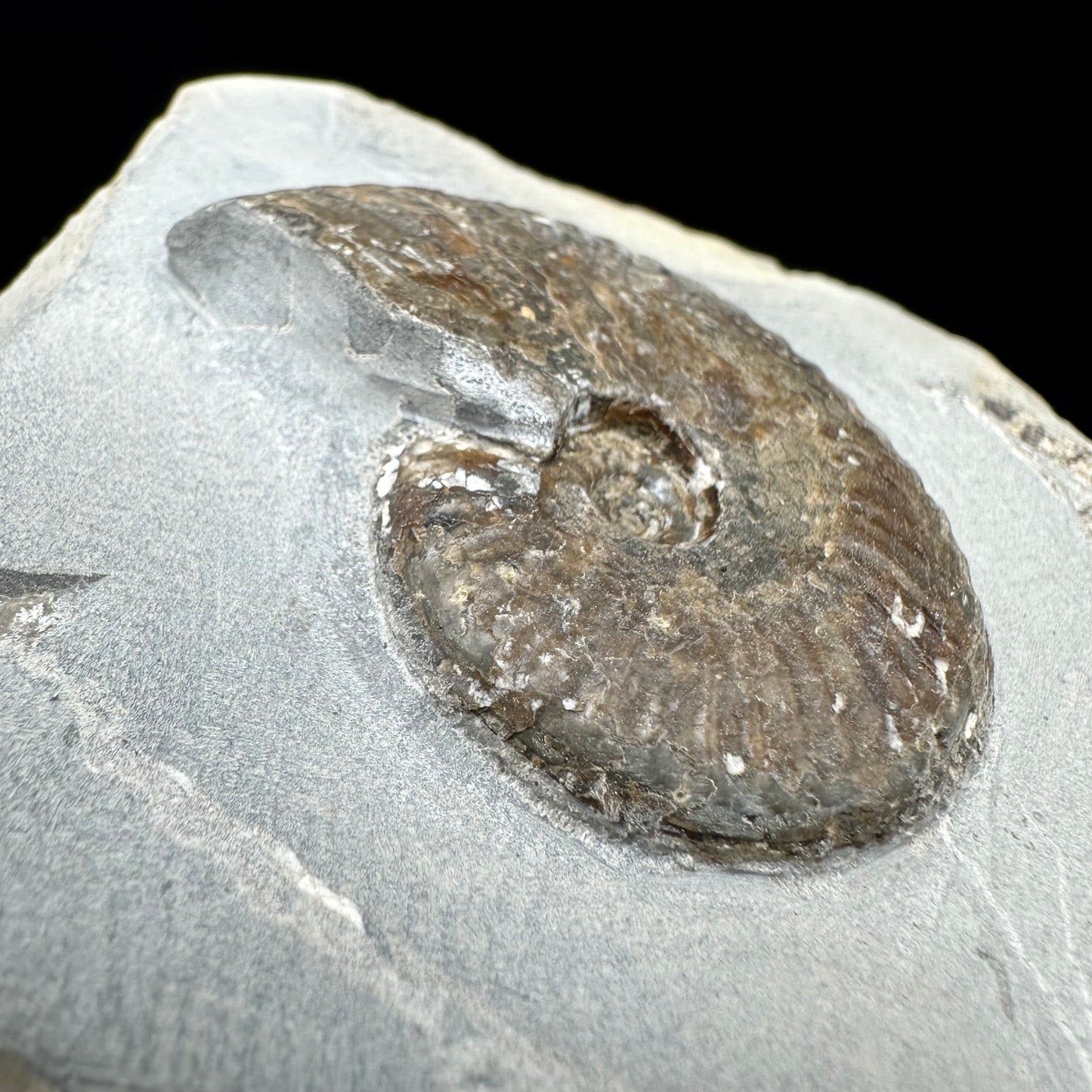 Pseudolioceras lythense Ammonite fossil with box and stand - Whitby, North Yorkshire, Yorkshire Fossils on the Jurassic Coast