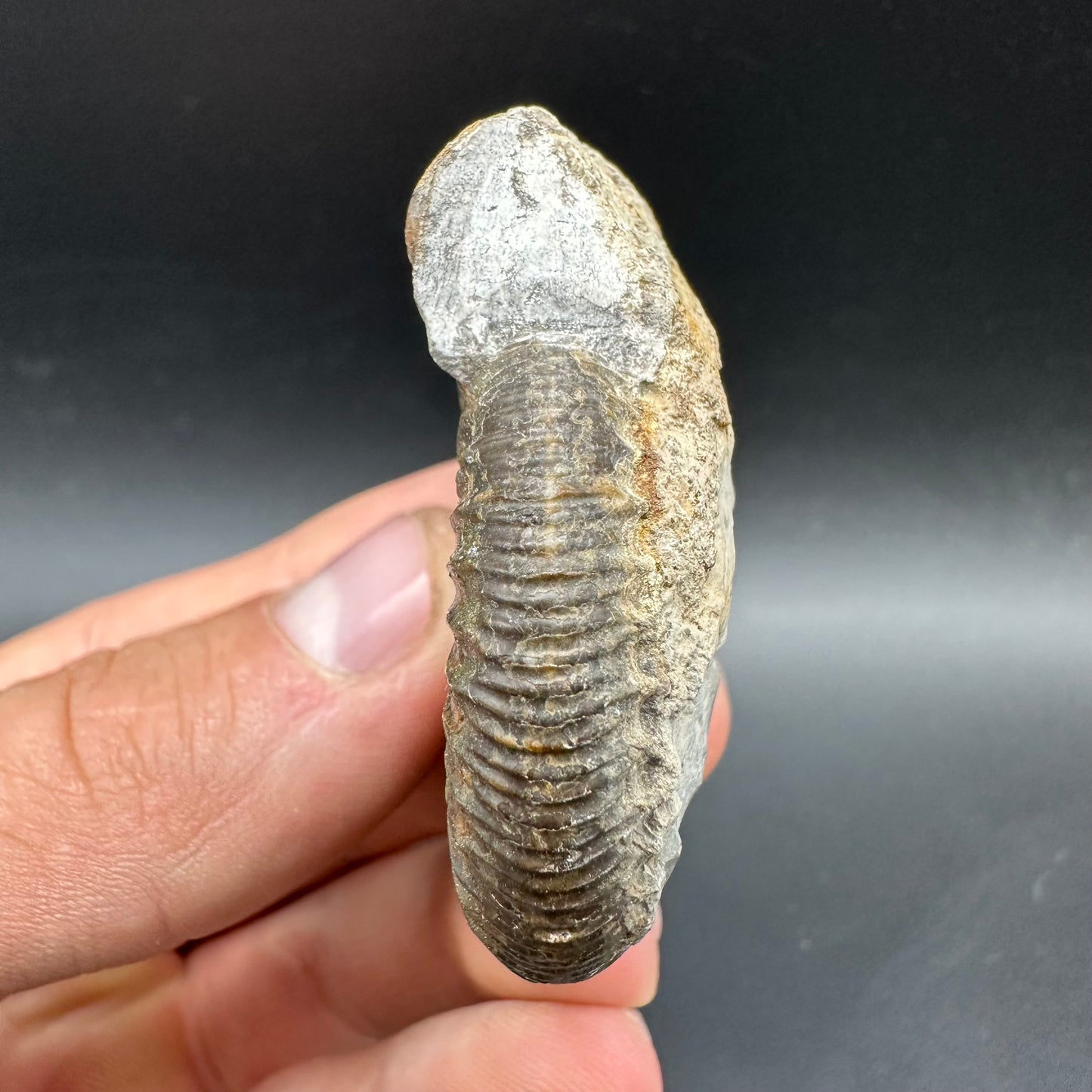 Dactylioceras Ammonite Fossil With box and Stand - Whitby, North Yorkshire Jurassic Coast Yorkshire Fossils