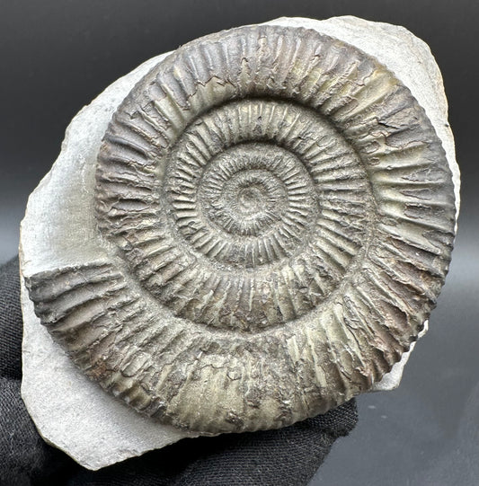 Dactylioceras Ammonite Fossil With Box And Stand - Whitby, North Yorkshire Jurassic Coast Yorkshire Fossils
