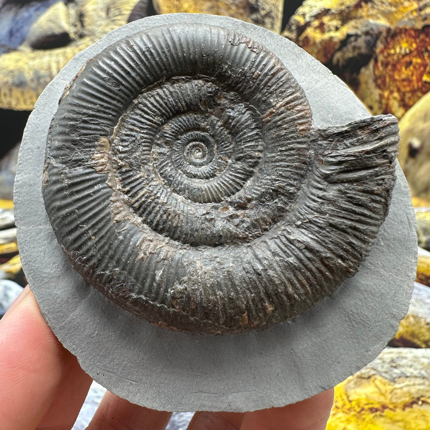 Dactylioceras tenuicostatum ammonite fossil - Whitby, North Yorkshire Jurassic Coast