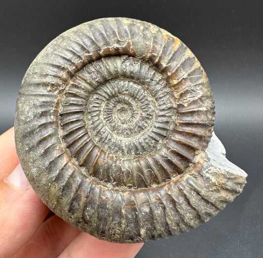 Dactylioceras Ammonite Fossil With Box And Stand - Whitby, North Yorkshire Jurassic Coast Yorkshire Fossils