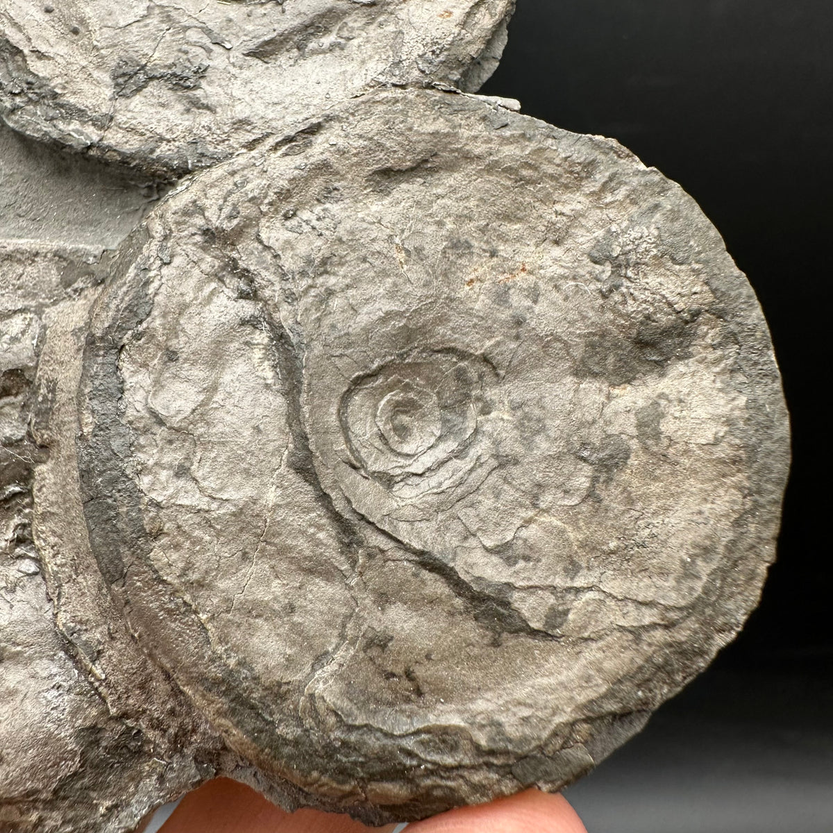 Ichthyosaur Vertebrae fossil with box and stand - Whitby, North Yorkshire Jurassic Coast, Yorkshire fossils found on the Jurassic Coast