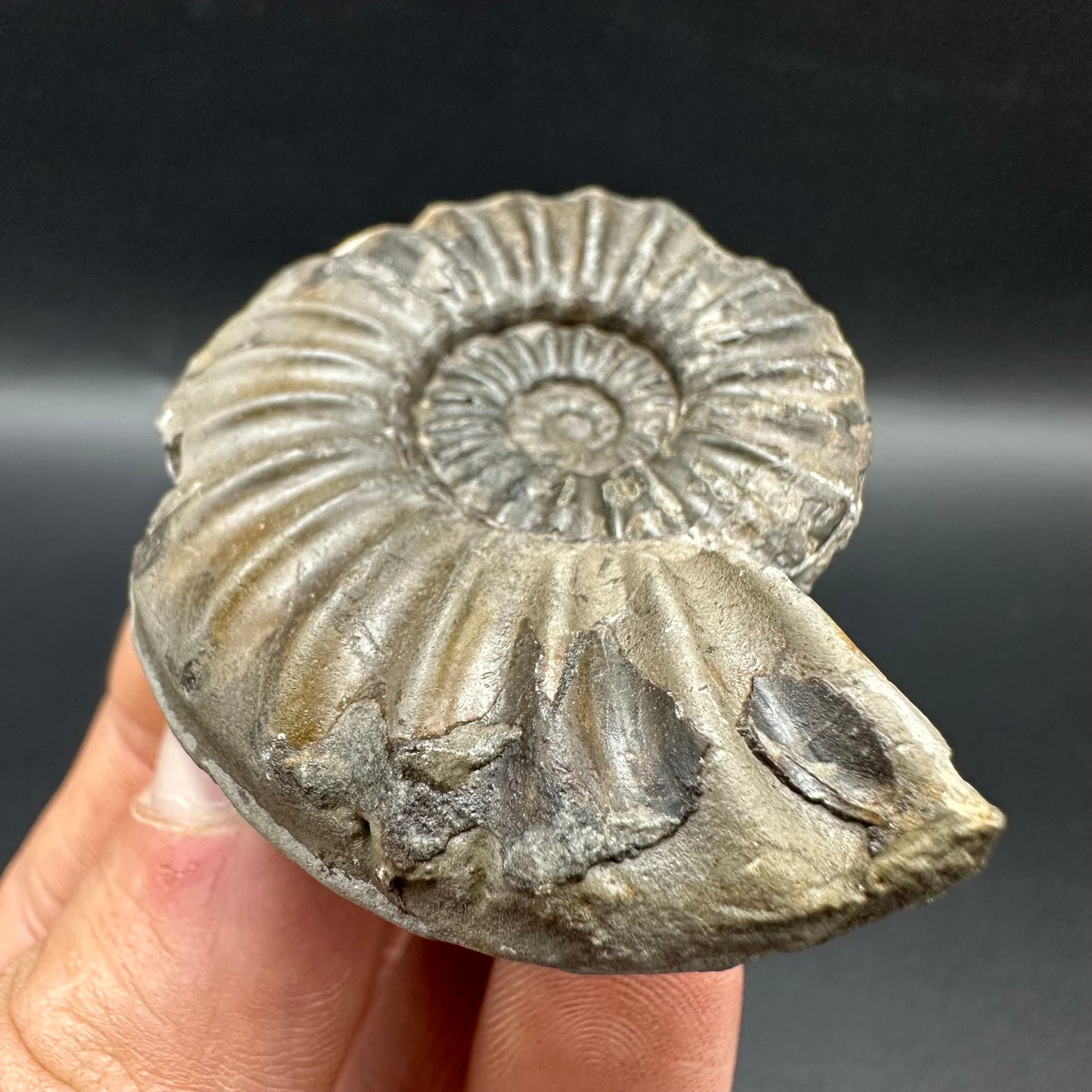 Asteroceras Ammonite fossil with box and stand - Whitby, North Yorkshire Jurassic Coast Yorkshire Fossils