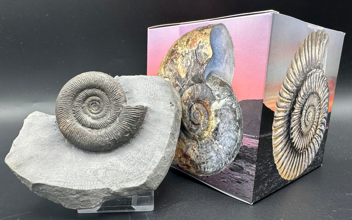 Dactylioceras tenuicostatum ammonite fossil with box and stand - Whitby, North Yorkshire Jurassic Coast