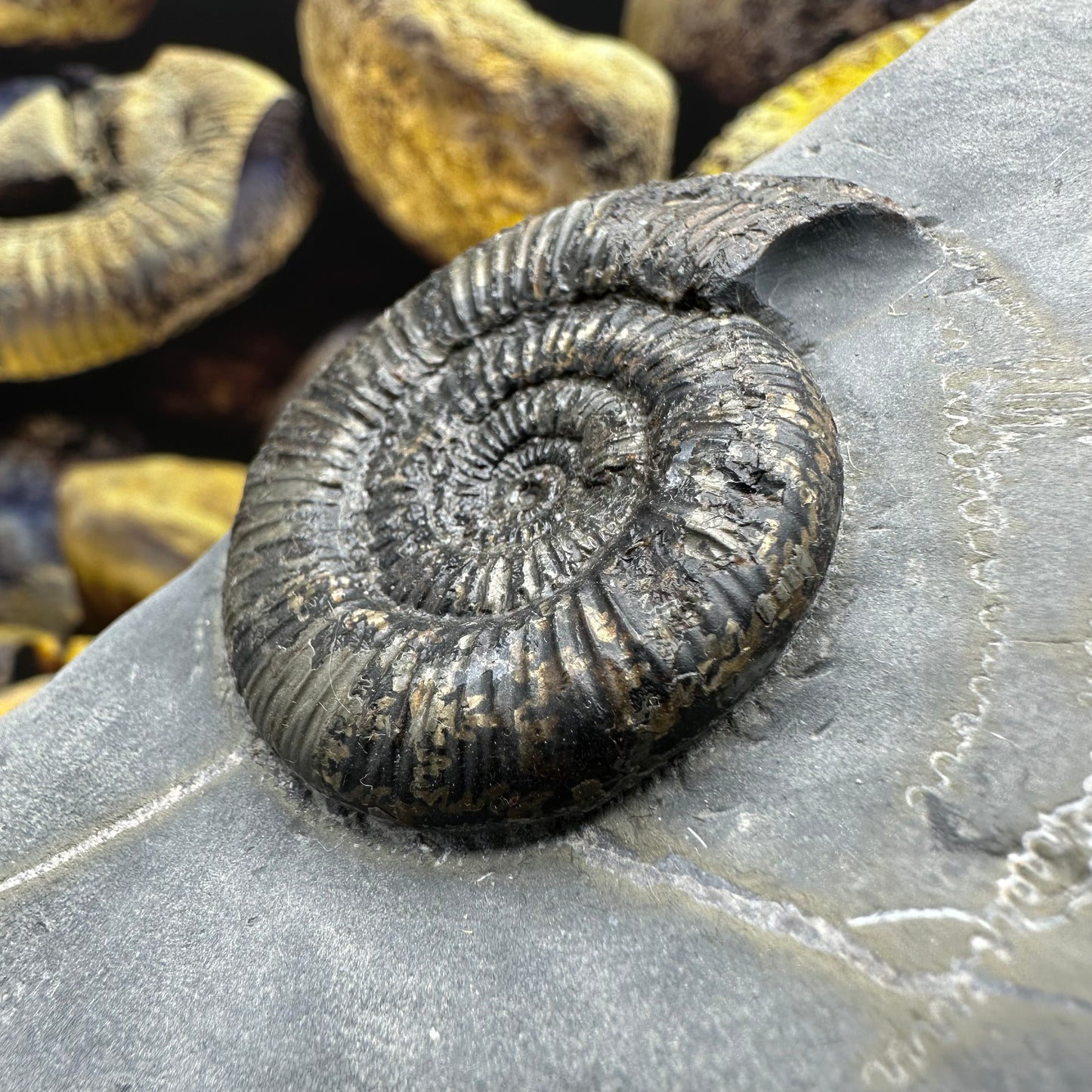 Dactylioceras semicelatum ammonite fossil - Whitby, North Yorkshire Jurassic Coast