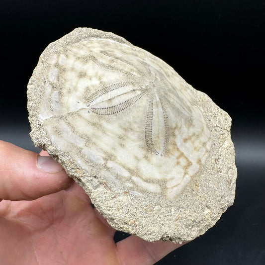 Echinoid (Sea Urchin) Fossil With Box And Stand - Indonesian Echinoid Fossil Indonesia