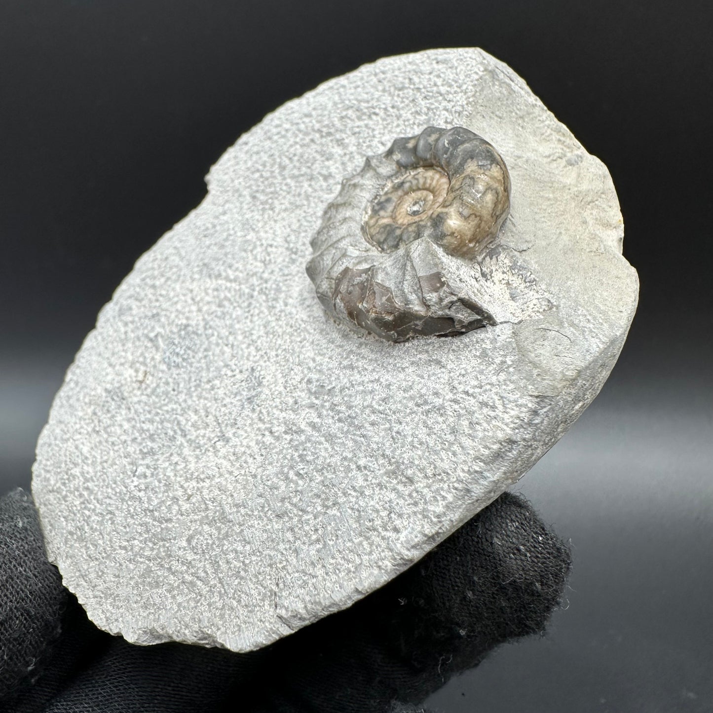 Eugassiceras Ammonite shell fossil with box and stand - Whitby, North Yorkshire Jurassic Coast Yorkshire Fossils