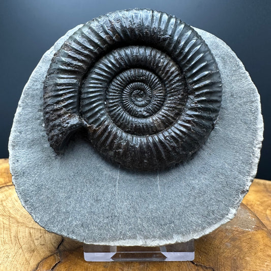 Dactylioceras Ammonite Fossil With box and Stand - Whitby, North Yorkshire Jurassic Coast Yorkshire Fossils
